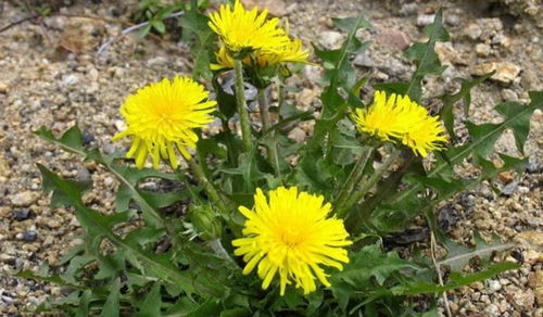 保存蒲公英，防潮是关键