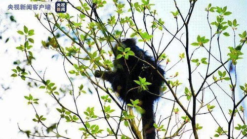 和谐共生的奇妙世界