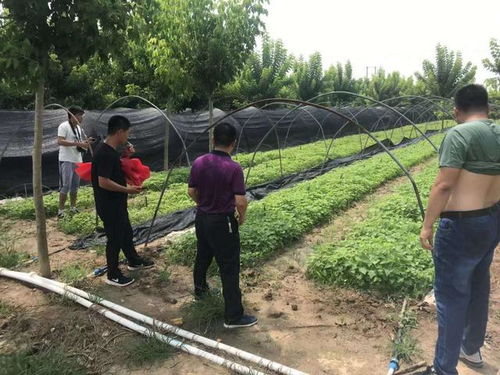 楸树种植：效益分析