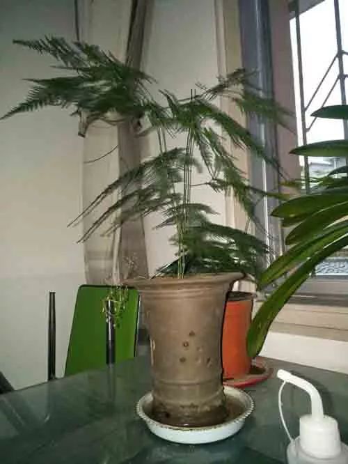 仙人掌：夜间释放氧气的小秘密