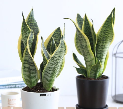 驱蚊草：驱蚊又美观