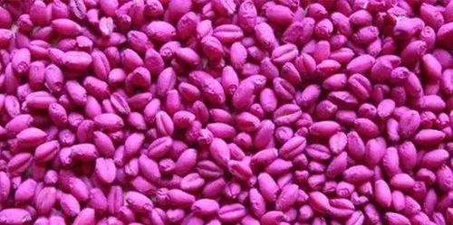 播种后的温度控制