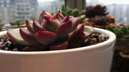 花月夜多肉的忒别之处