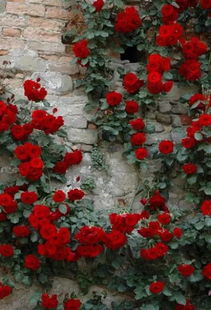 婚礼花束的选择：貂蝉月季与神韵紫色切花玫瑰的较量