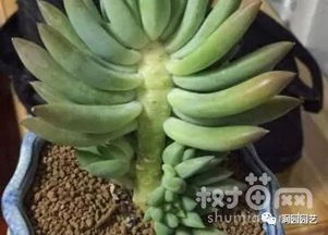 发财树根腐速剪病根，消毒后重新栽植