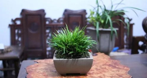 新手种植，选哪种菖蒲好？