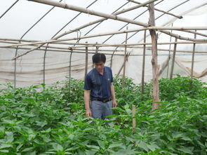 二、农药拌种法的注意事项