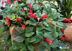 吊兰的种类与养护心得