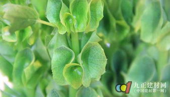 贝壳花种植季节能否决定开花效果？