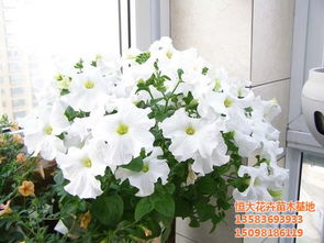 花卉苗木基地的特色花卉品种介绍