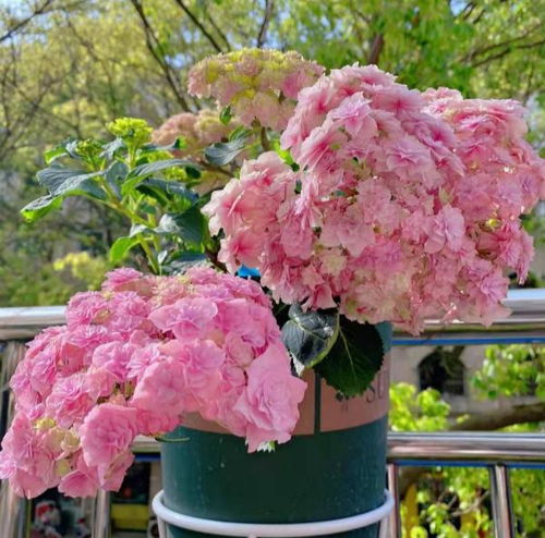 种植时间与种子选择：掌握这些， 让你的非洲菊花开不败
