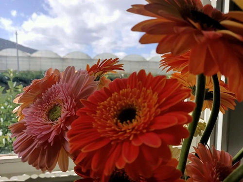 晋宁区花卉种植：绿色环保的盛宴