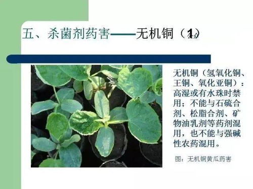 四、 喷洒芸苔素和农药，你得这么Zuo