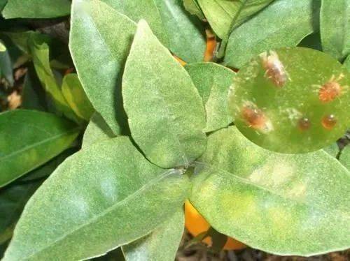 阿维菌素在生姜上的应用