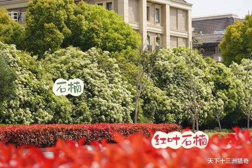 石楠花坚韧迷人，它是否适合作为城市绿化中的常绿植物