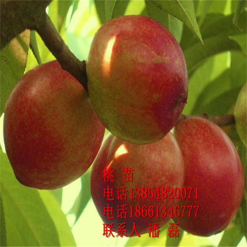桃树嫁接油桃品种好？这几种果树值得一试