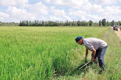《北方水稻病虫害综合防治》是2025年1月1日中国农业出版社出版的图书， 作者是盛广华