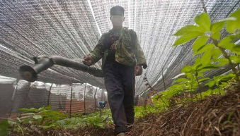 禁止使用剧毒、 高毒农药