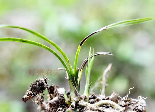 液体草坪， 喷一喷就绿