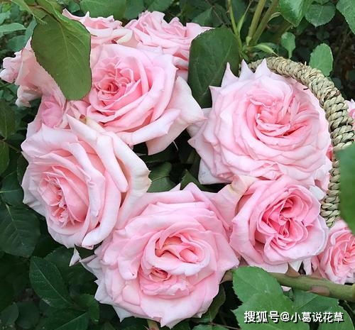 微型月季的植株形态