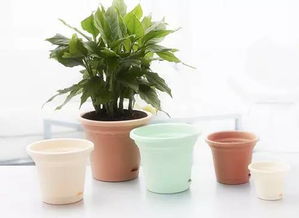 塑料花盆：你的花卉新伙伴