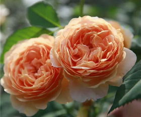 月季花大法好， 藤本月季Zui神通