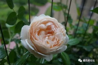 粉色达芬奇月季