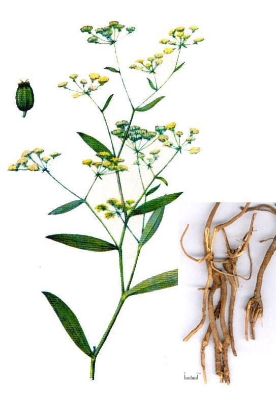 夏天种植柴胡的疑虑