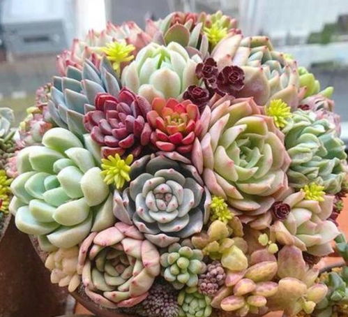 虹之玉锦：颜色变化