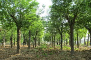 河北苗木市场，了解一下