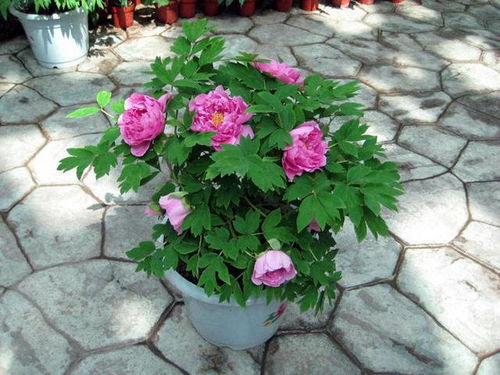 常见盆栽家庭牡丹种植方法