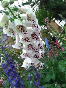 澳大利亚花卉大全：探寻独特之美