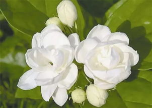茉莉花种植时如何根据不同品种进行养护以促进花朵盛开