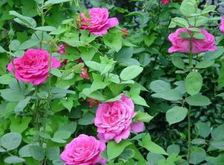 花开花落， 四季不停