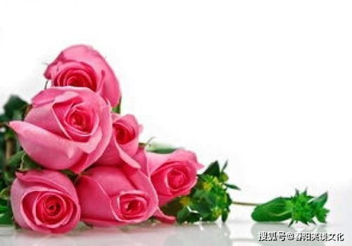33朵玫瑰，承载着爱情、友情、亲情等多重情感纽带