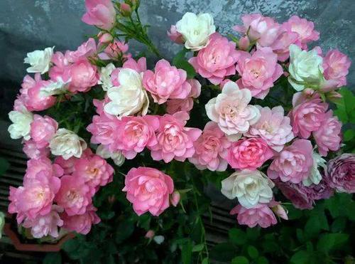 微型月季：阳台上的美丽风景