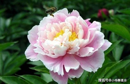 芍药收起，如何唤醒其美艳
