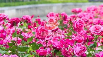 月季花海：五彩缤纷的盛宴