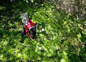 选对草种，省下大把银子