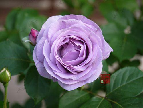 四、 施肥与光照：细节决定成败