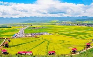 门源高原型藏羊基地，我国首个高原型藏羊繁育基地