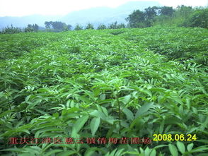 北方干旱地区苗木种植指南