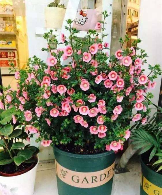 家庭盆栽木槿花怎么养？简单几步让它花开满盆
