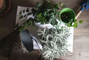 豆花盛宴：水培豆类植物盘点，养眼又养生！