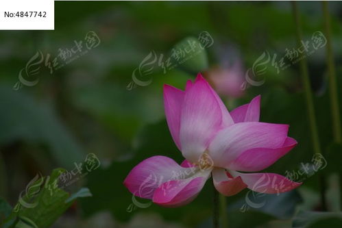 粉红色荷花， 那美丽的脸庞