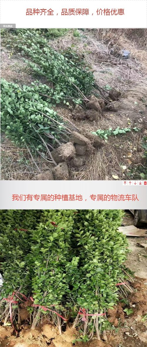 绿篱植物，你了解多少？