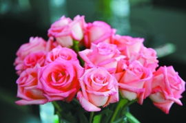 2025春天排名前三的月季