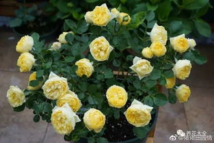 浇水方法，得讲究技巧