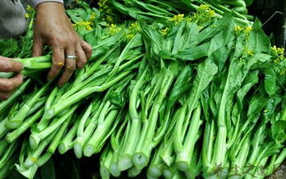 菜心：一种特bie的蔬菜，你了解多少？