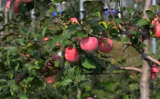 苹果树打药套袋：啥时候Zui妙？